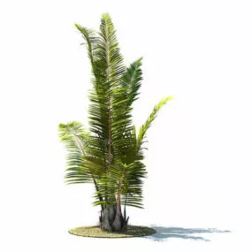 Raphia Farinifera 3d model