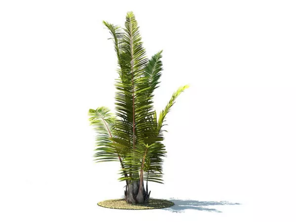 Raphia Farinifera 3d model Raphia Farinifera 3d model