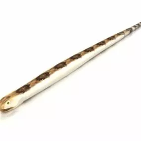 Rattlesnake Animal 3d model