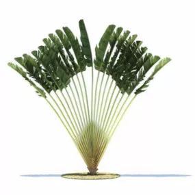 Ravenala Madagascariensis 3d model