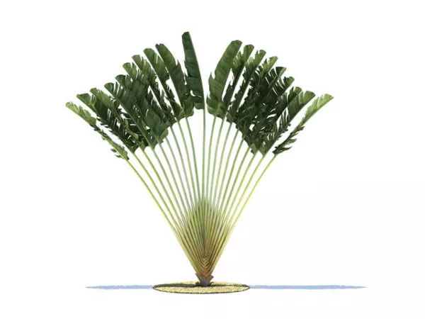 Ravenala Madagascariensis 3d model Ravenala Madagascariensis 3d model