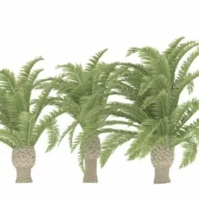 Ravenea Rivularis 3d model