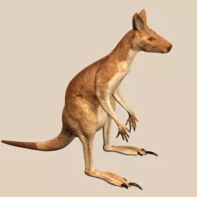 Red Kangaroo 3d model