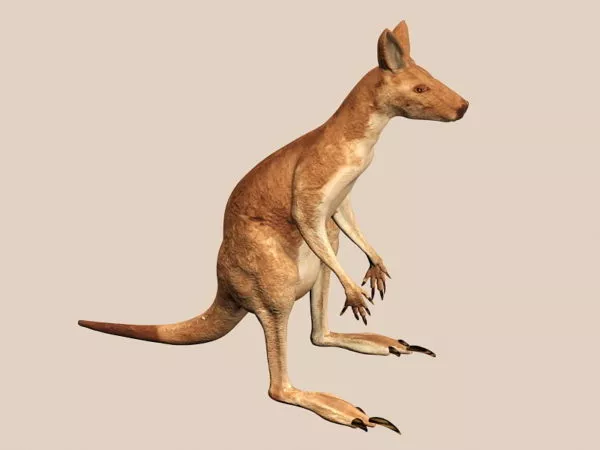 Cute Cartoon Baby Kangaroo 3d model