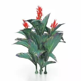 Red Canna Lily Plants 3d model