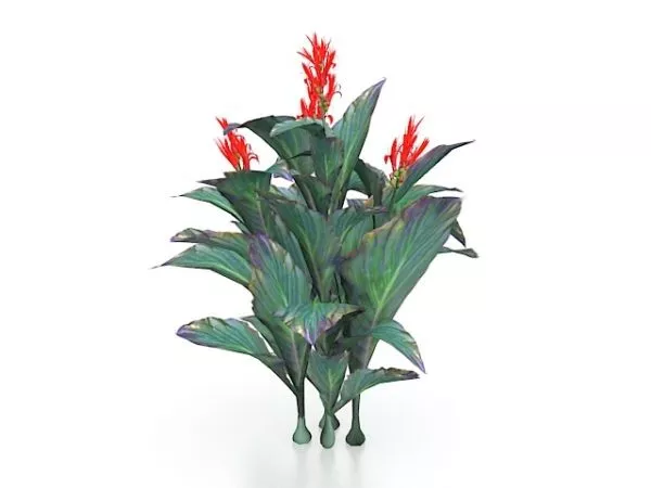 Pink Lily Flower 3d model