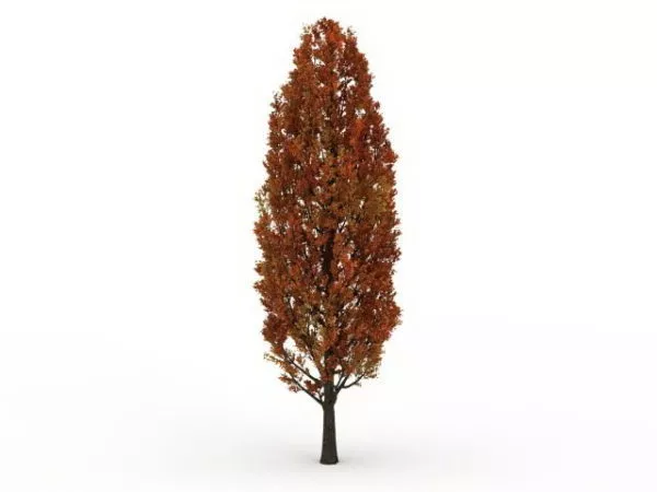 Red Cypress Tree 3d model Red Cypress Tree 3d model