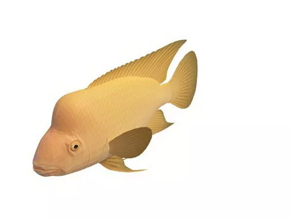 Red Devil Aquarium Fish 3d model Red Devil Aquarium Fish 3d model
