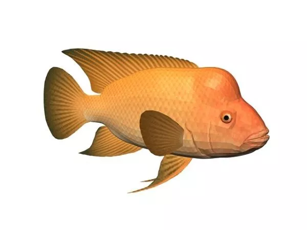 Red Devil Cichlid Fish Animal 3d model Red Devil Cichlid Fish Animal 3d model