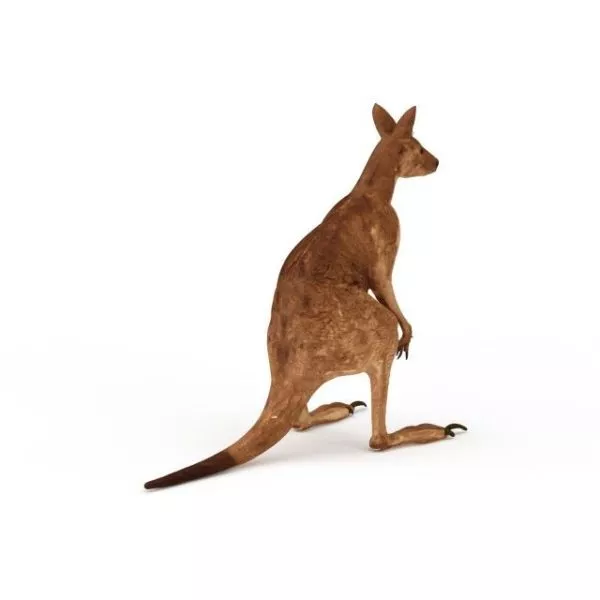 Cute Cartoon Baby Kangaroo 3d model