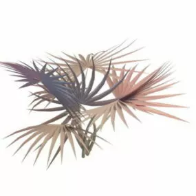 Red Latan Palm 3d model
