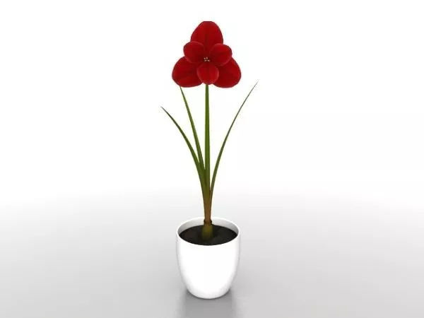 Red Potted Flower 3d model Red Potted Flower 3d model
