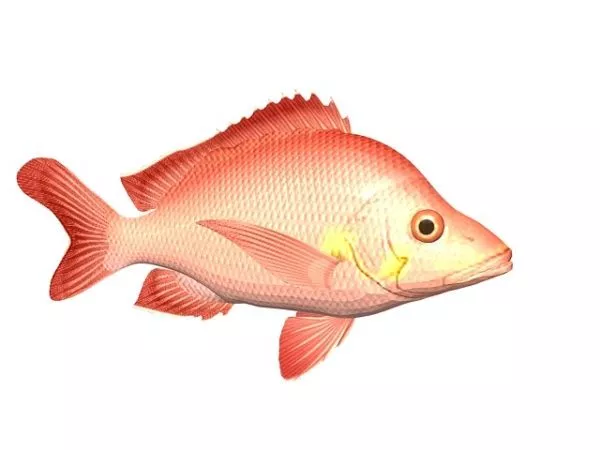 Red Salmon Fish Animal 3d model Red Salmon Fish Animal 3d model