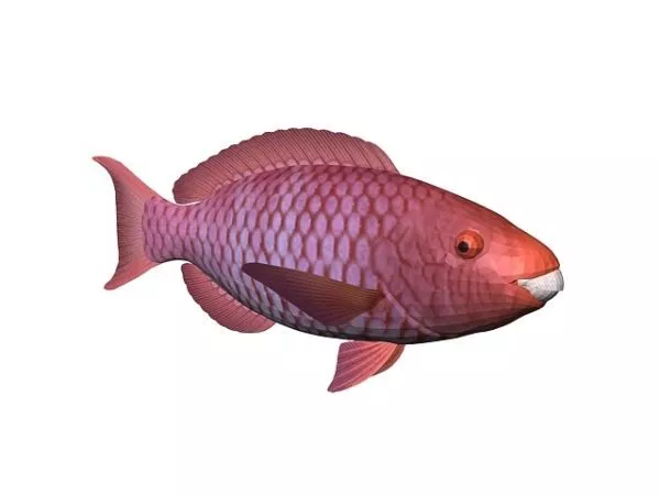 Red Turquoise Fish 3d model