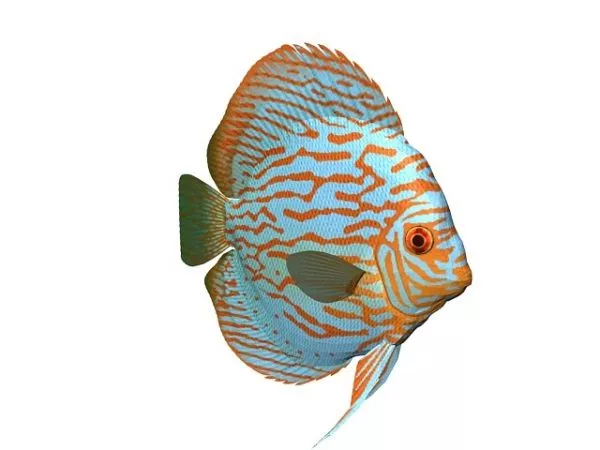 Sheephead Fish 3d model