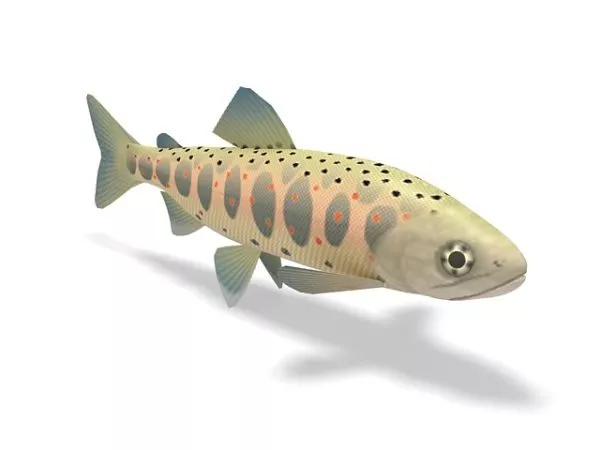 Redband Trout Fish Animal 3d model Redband Trout Fish Animal 3d model