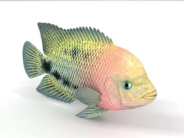 Amago Salmon River Fish 3d model