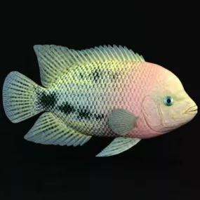 Redhead Cichlid Fish 3d model