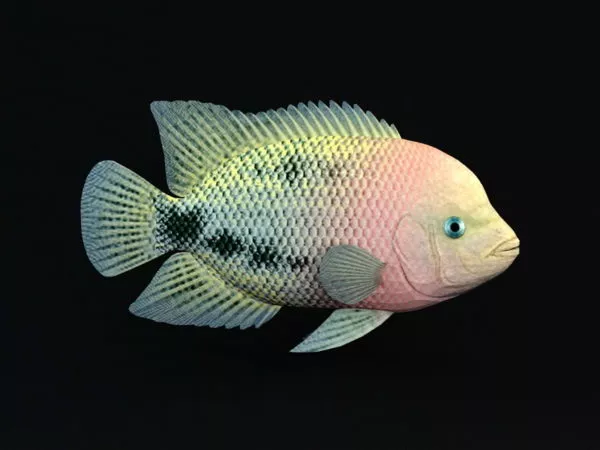 Redhead Cichlid Fish 3d model Redhead Cichlid Fish 3d model