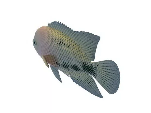 Redhead Cichlid Fish 3d model Redhead Cichlid Fish 3d model