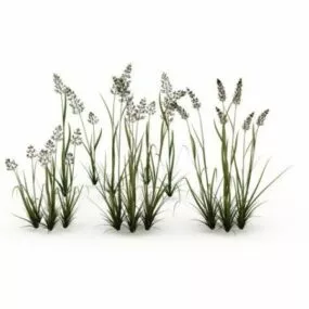 Reed Grass 3d model