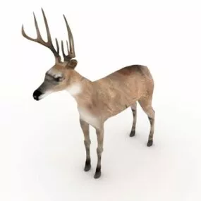 America Reindeer Animal 3d model