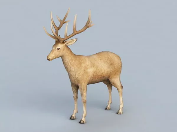 Reindeer Headpiece 3d model