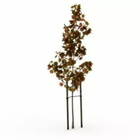 Replanting Maple Tree 3d model