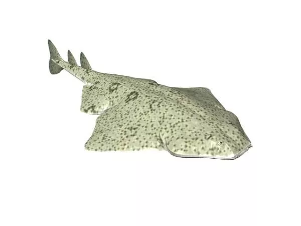 Amago Salmon River Fish 3d model