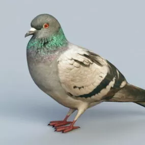 Rock Pigeon 3d model