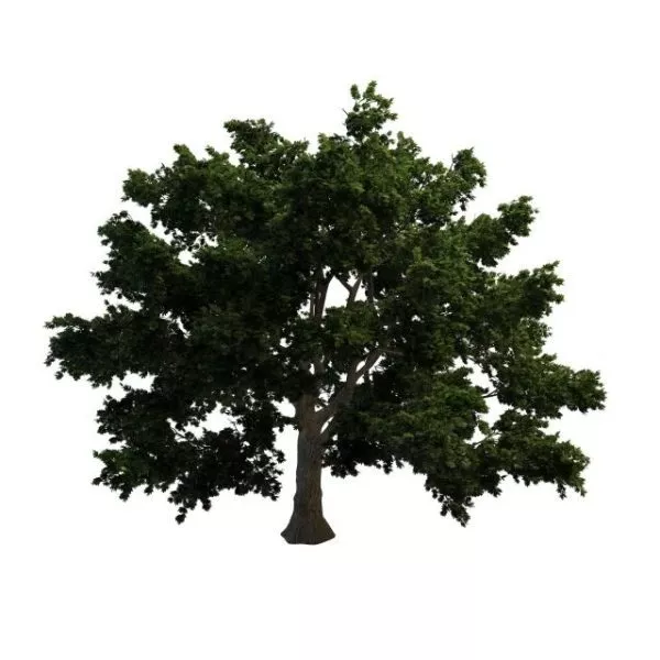 Rock Maple Tree 3d model Rock Maple Tree 3d model