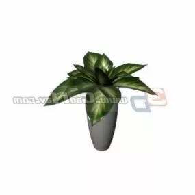 Rohdea Japonica Potted Landscape 3d model