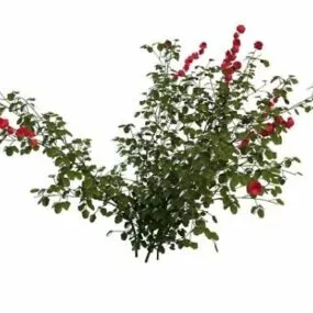 Rosa Rugosa Plant 3d model