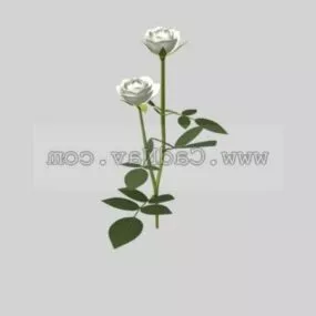 Rose White Plant 3d model