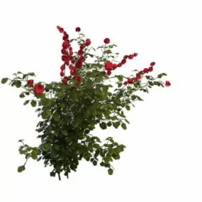 Rose Plant 3d model