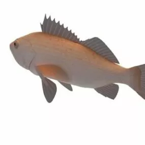 Rougheye Rock Fish 3d model