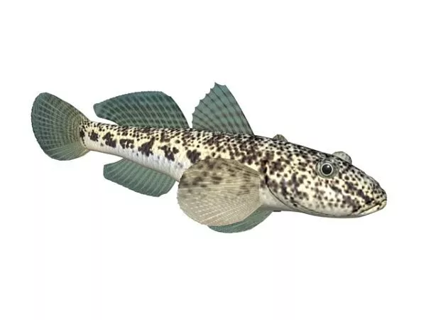 Betta Fish 3d model