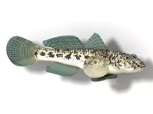 Balloon Puffer Fish 3d model