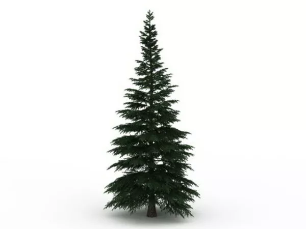 Russian Fir Tree Free 3d Model - .Max, .Vray - Open3dModel