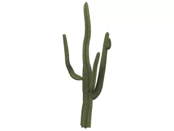 Saguaro 3d model Saguaro 3d model