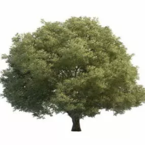 Salix Tree 3d model