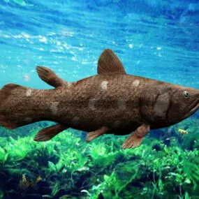 Sarcopterygii Lobe-finned Fish 3d model