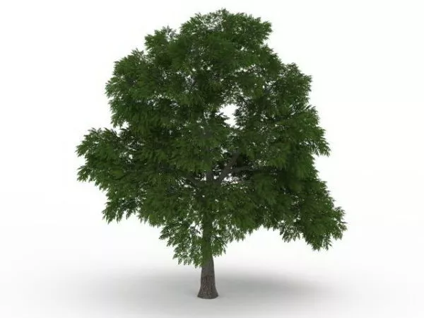 Sassafras Tree 3d model Sassafras Tree 3d model
