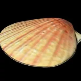 Scallop Shell 3d model