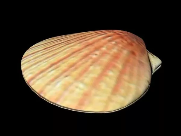 Tulip Shell 3d model