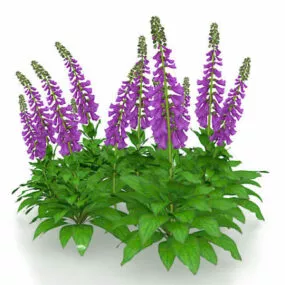 Scarlet Sage Purple Flowers 3d model