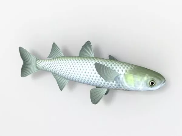 Realistic Telescope Eye Goldfish 3d model