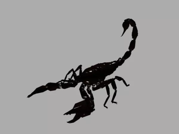 Scorpion Robot Droid 3d model