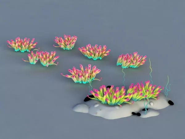 Sea Anemone 3d model Sea Anemone 3d model
