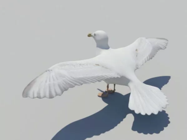 Seagulls Flying 3d model Seagulls Flying 3d model